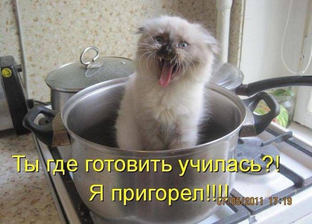 Котики и кастрюля с надписями