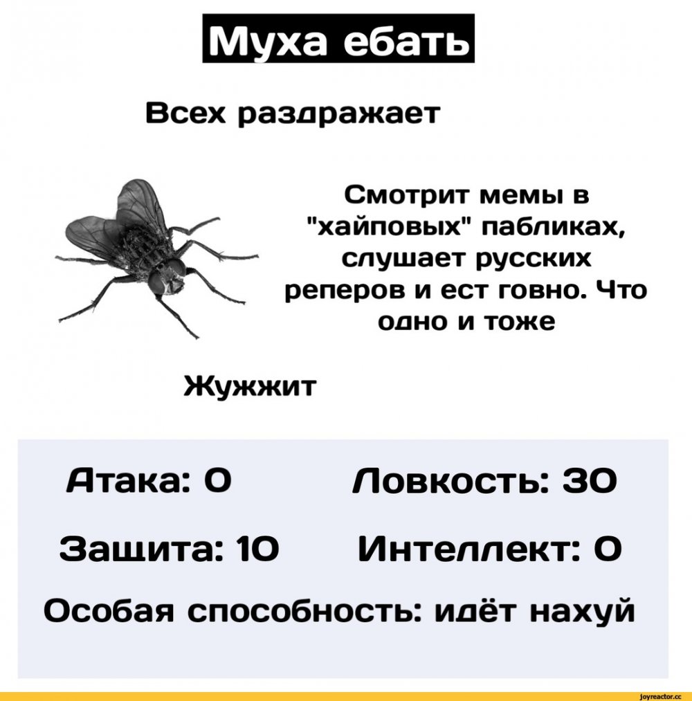 Прикол про муху