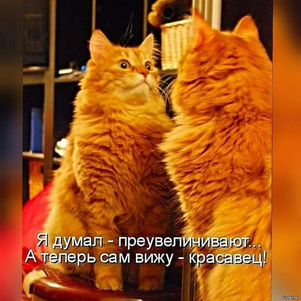 Смешные рыжие коты с надписями