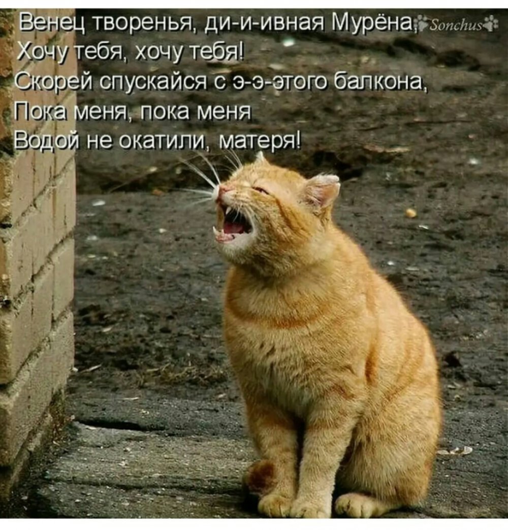 Мартовский кот