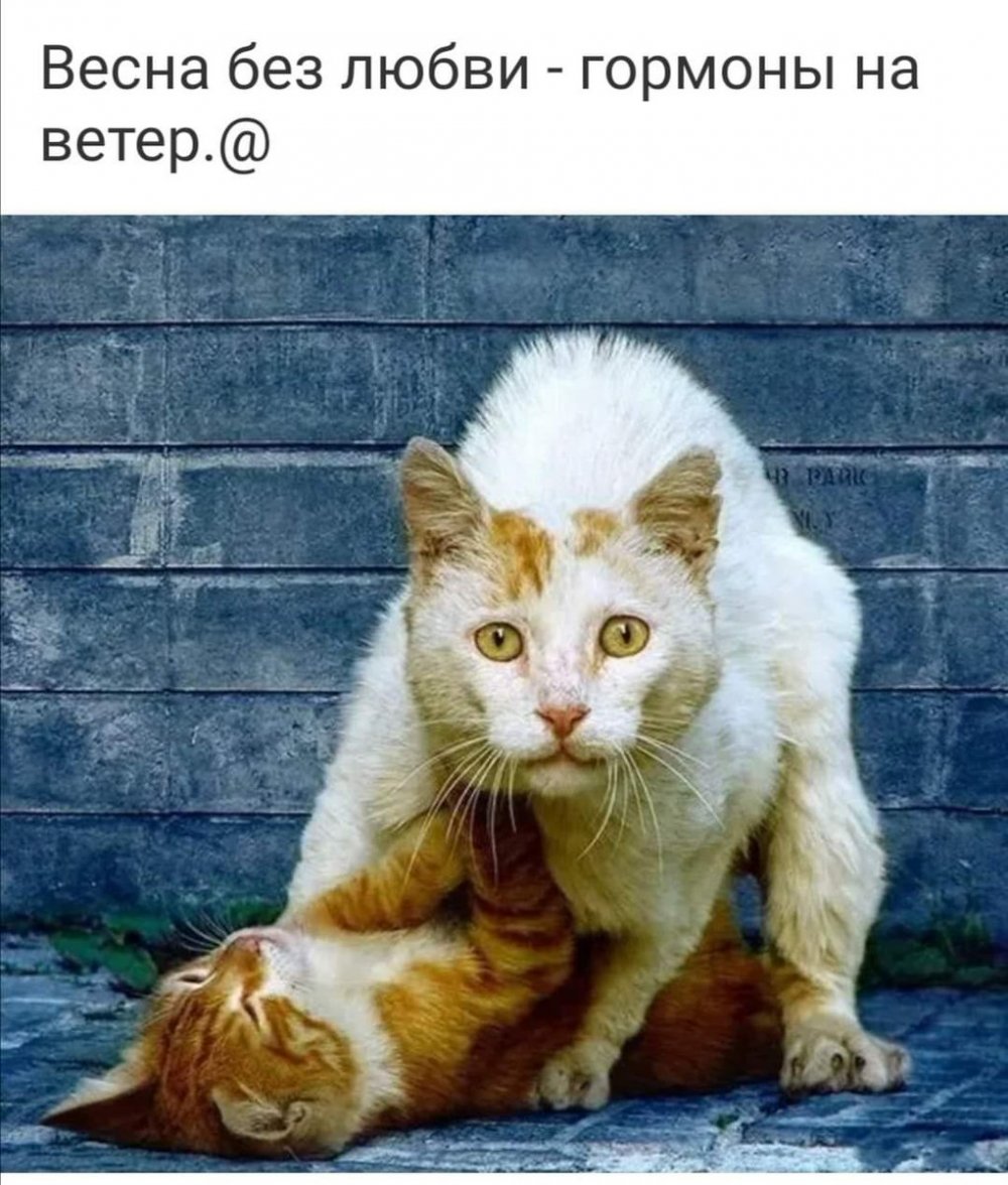 Мартовский кот