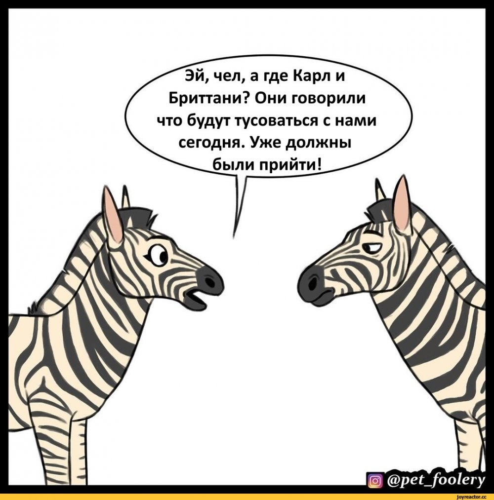 Шутки про зебру