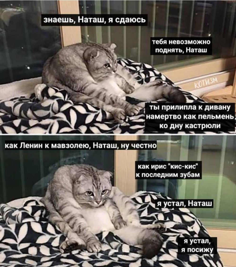 Наташа и коты мемы