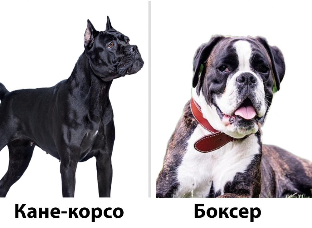 Кане Корсо веселый