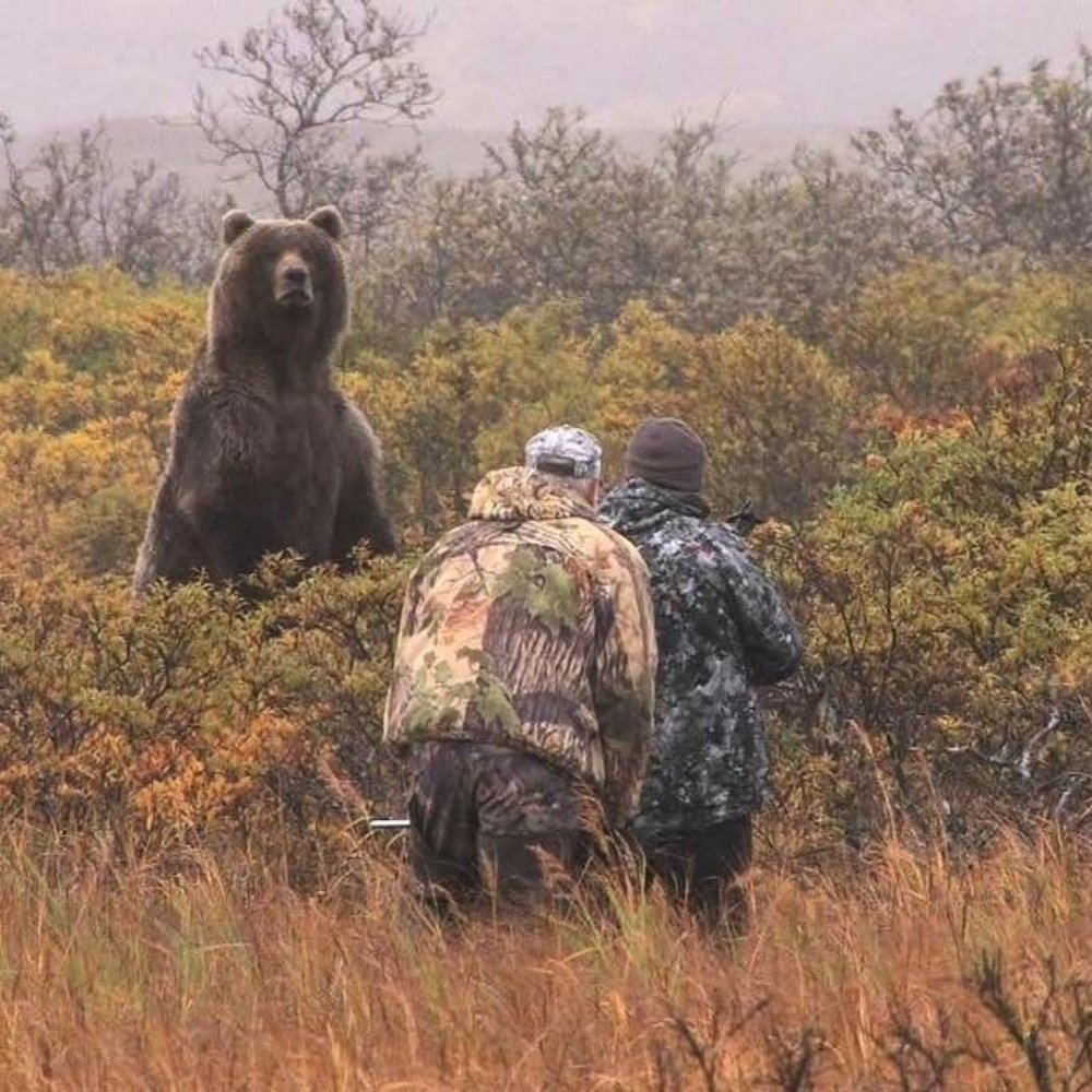 Шутки про медведя