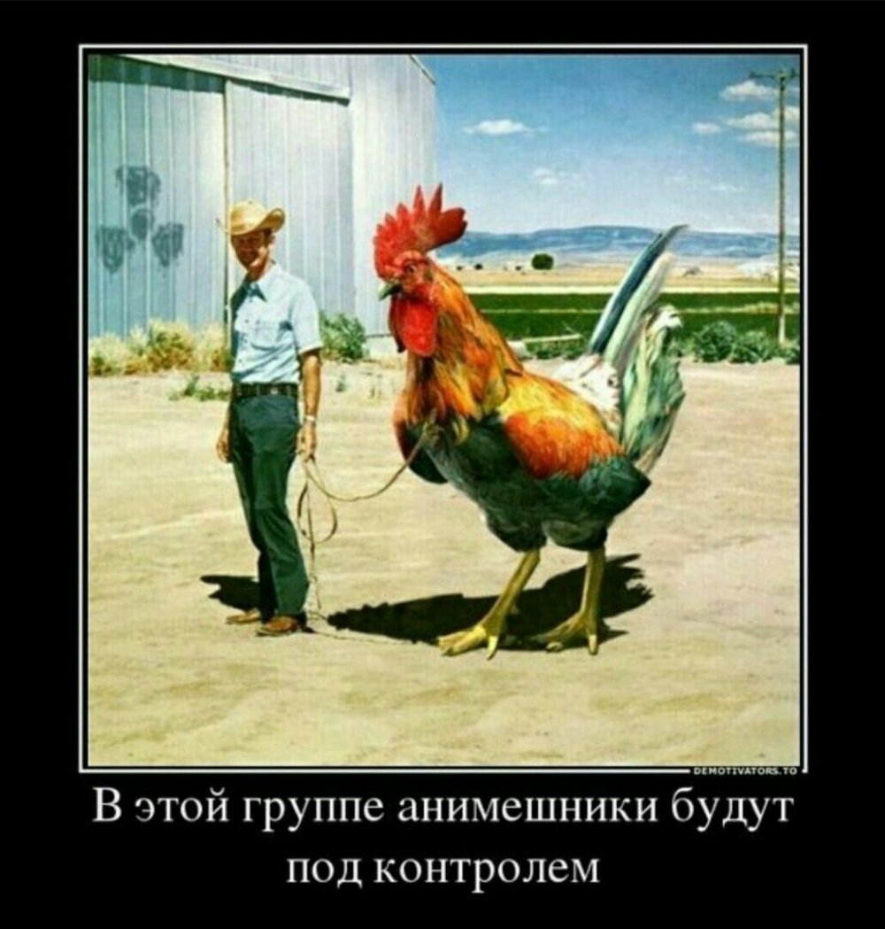 Петух демотиватор