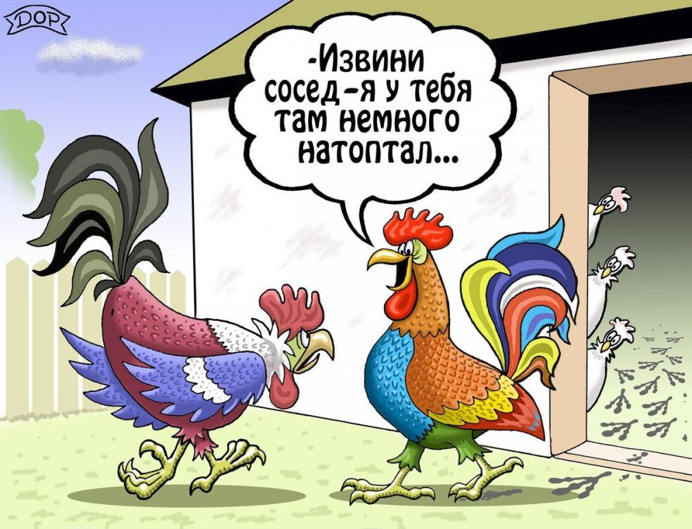 Петух карикатура