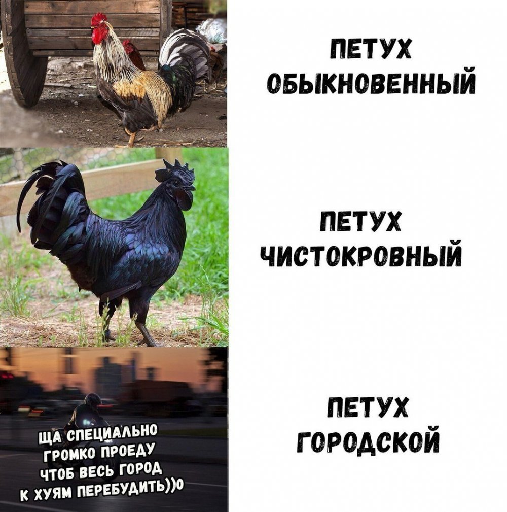 Шутки про петуха