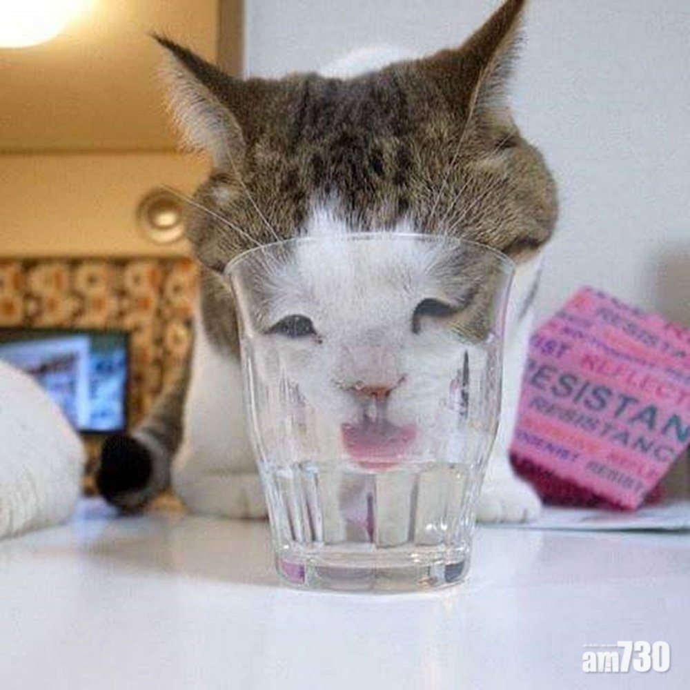 Кот в стакане