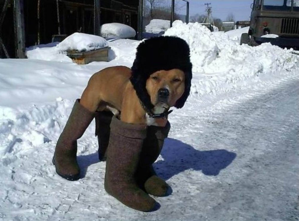 Собака в валенках и шапке