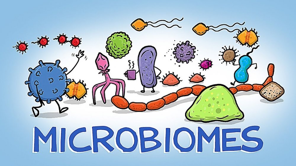Микробиом (микробиота)