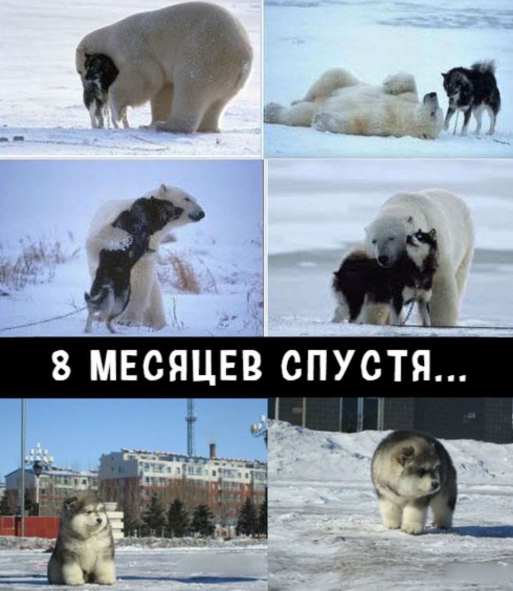 Смешные медведи мемы