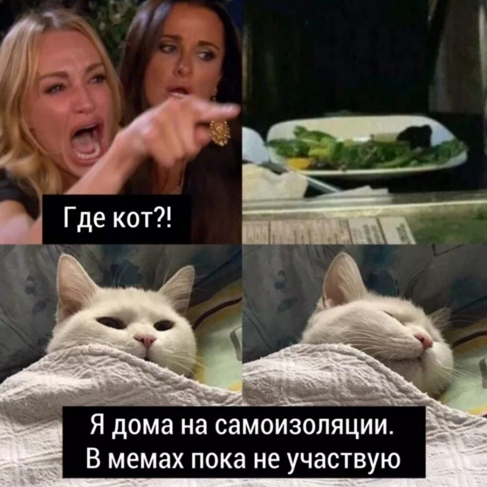 Мемы с котами