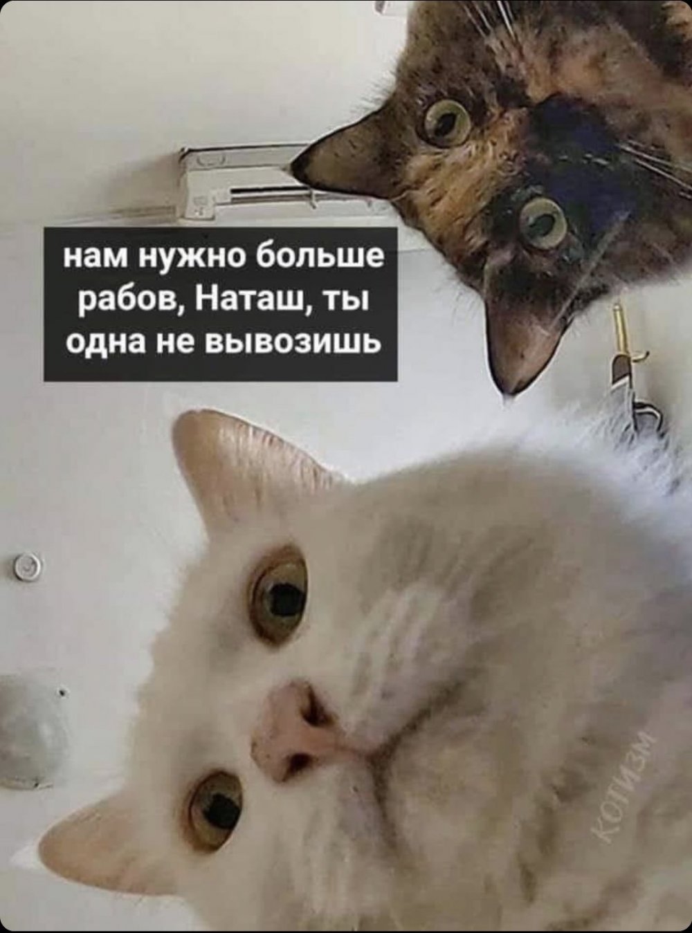 Мемы с котами и Наташей