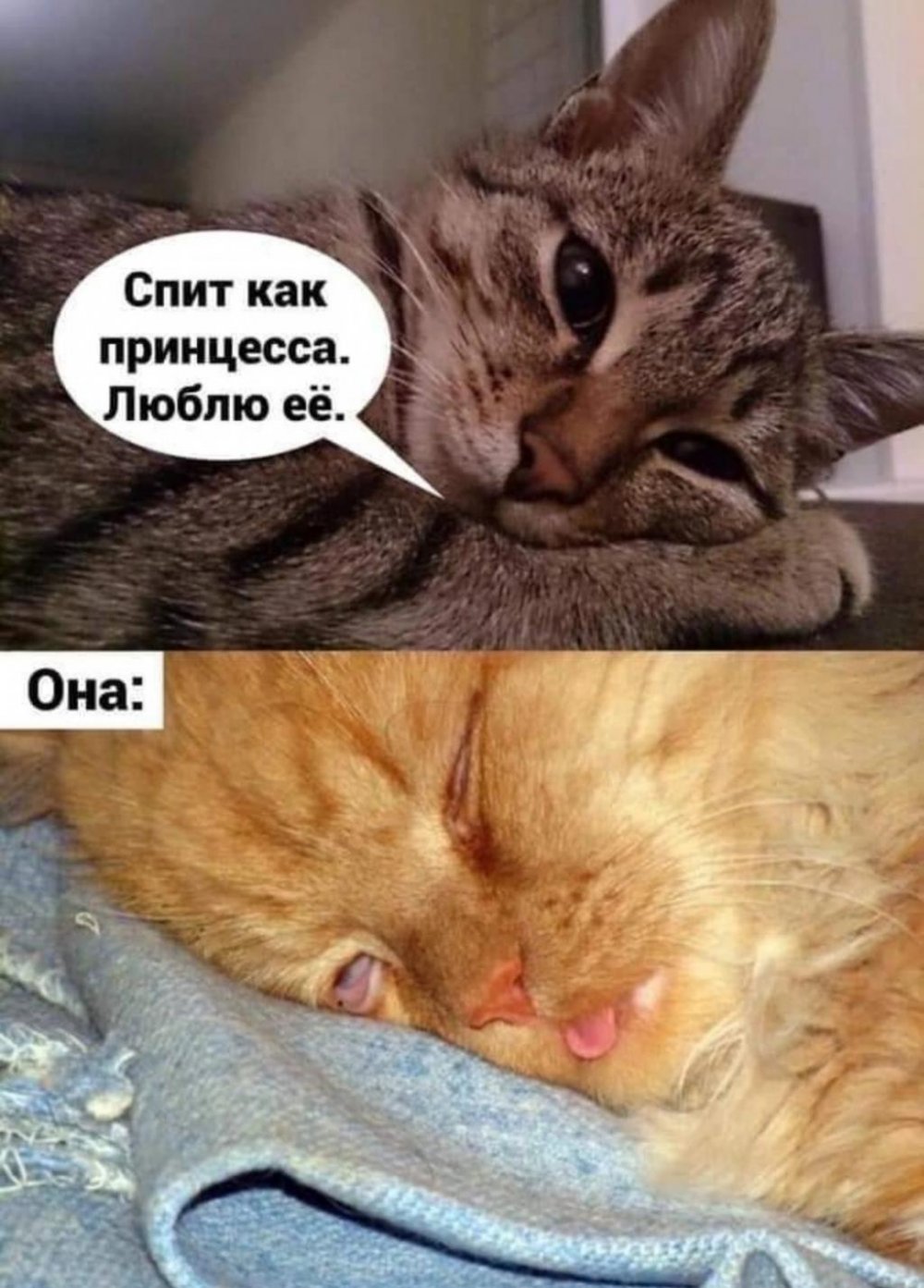 Кот Мем