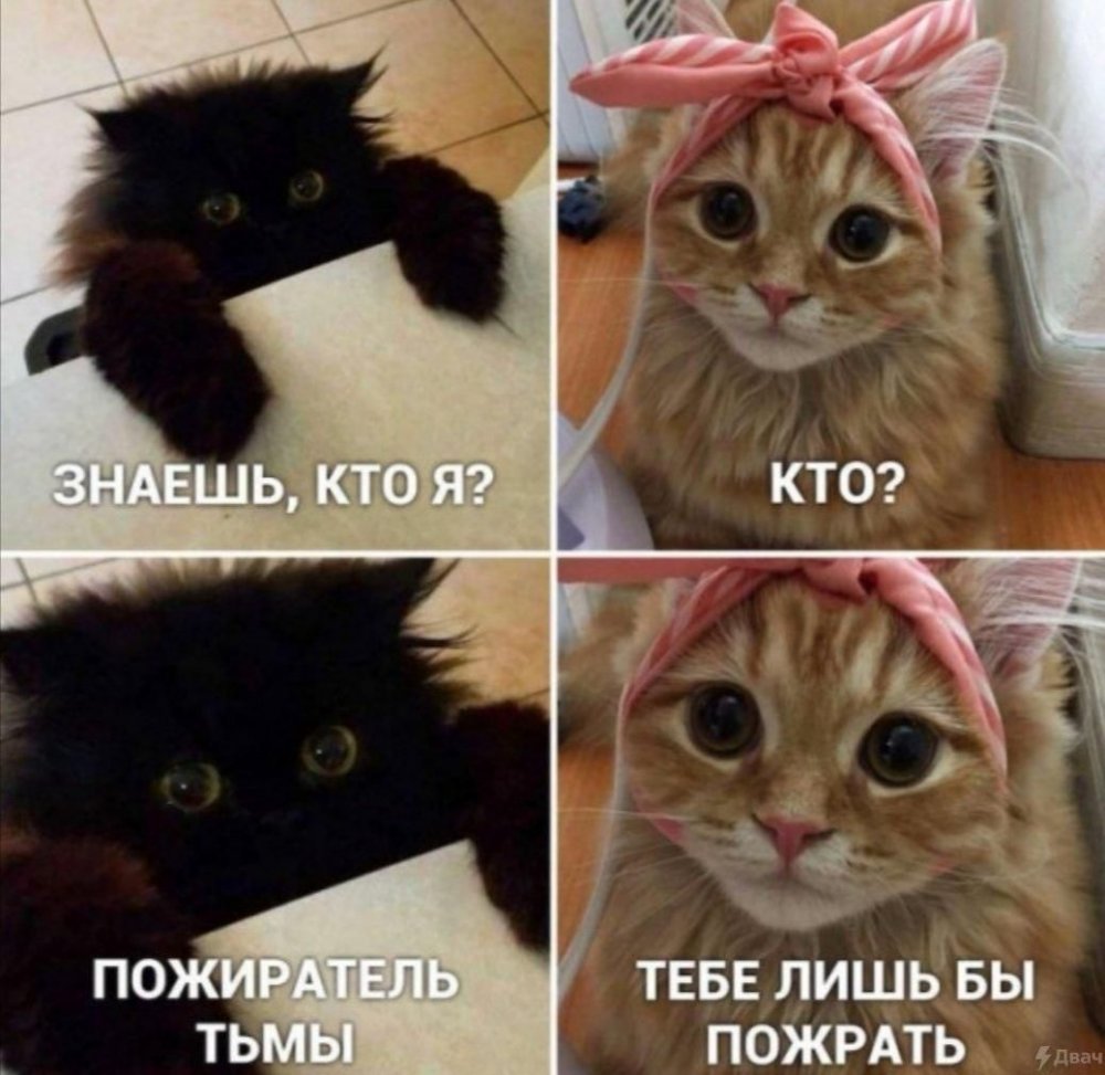 Мемы с котиками