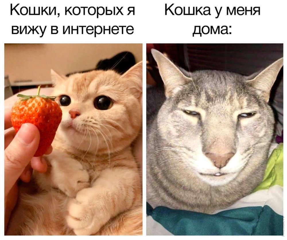 Приколы с котами мемы