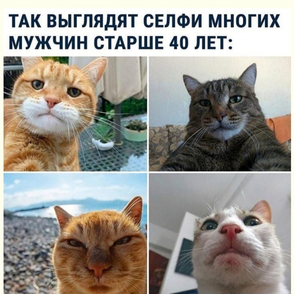 Мемы с котами и надписями