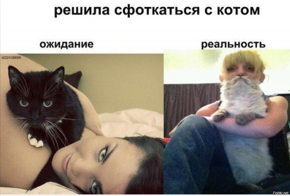 Коты ожидание и реальность