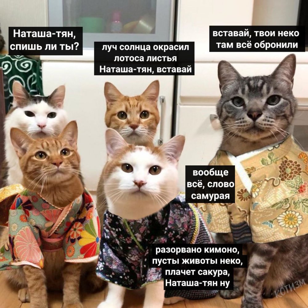 Мем Наташа и коты