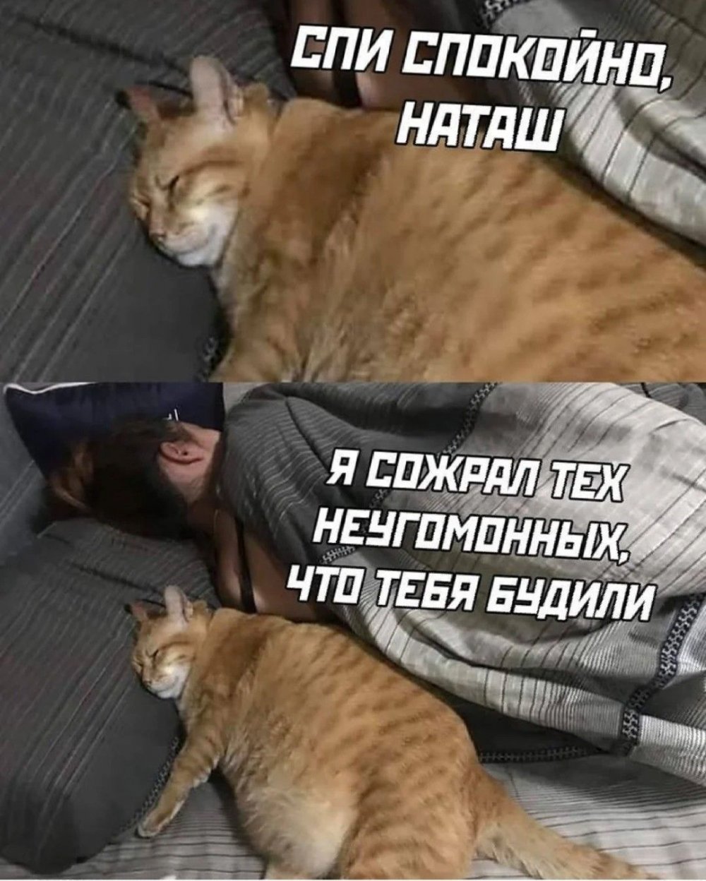 Про Наташу и котов