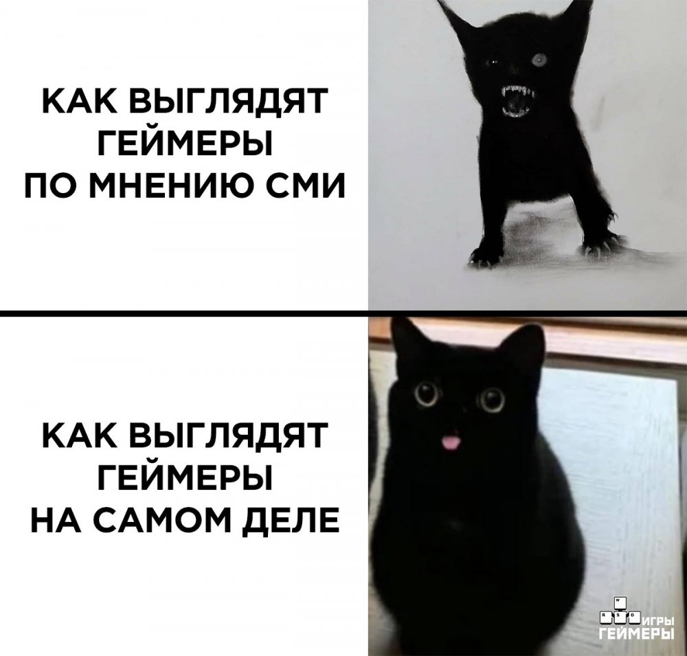 Мемы с котами 2021 с надписями