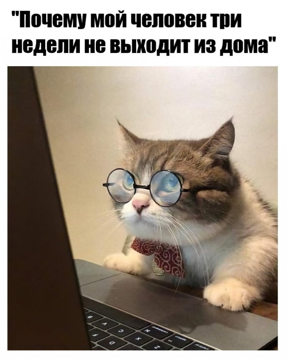 Мемы коты карантин