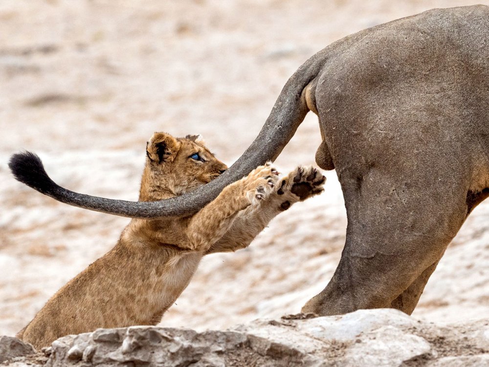 Финалисты конкурса comedy Wildlife Photography Awards: