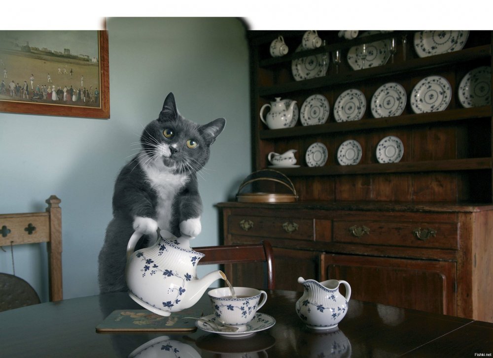Кот наливает чай