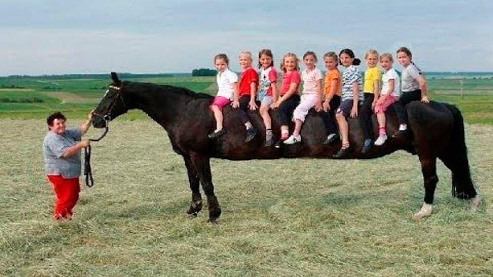 Самая длинная лошадь в мире