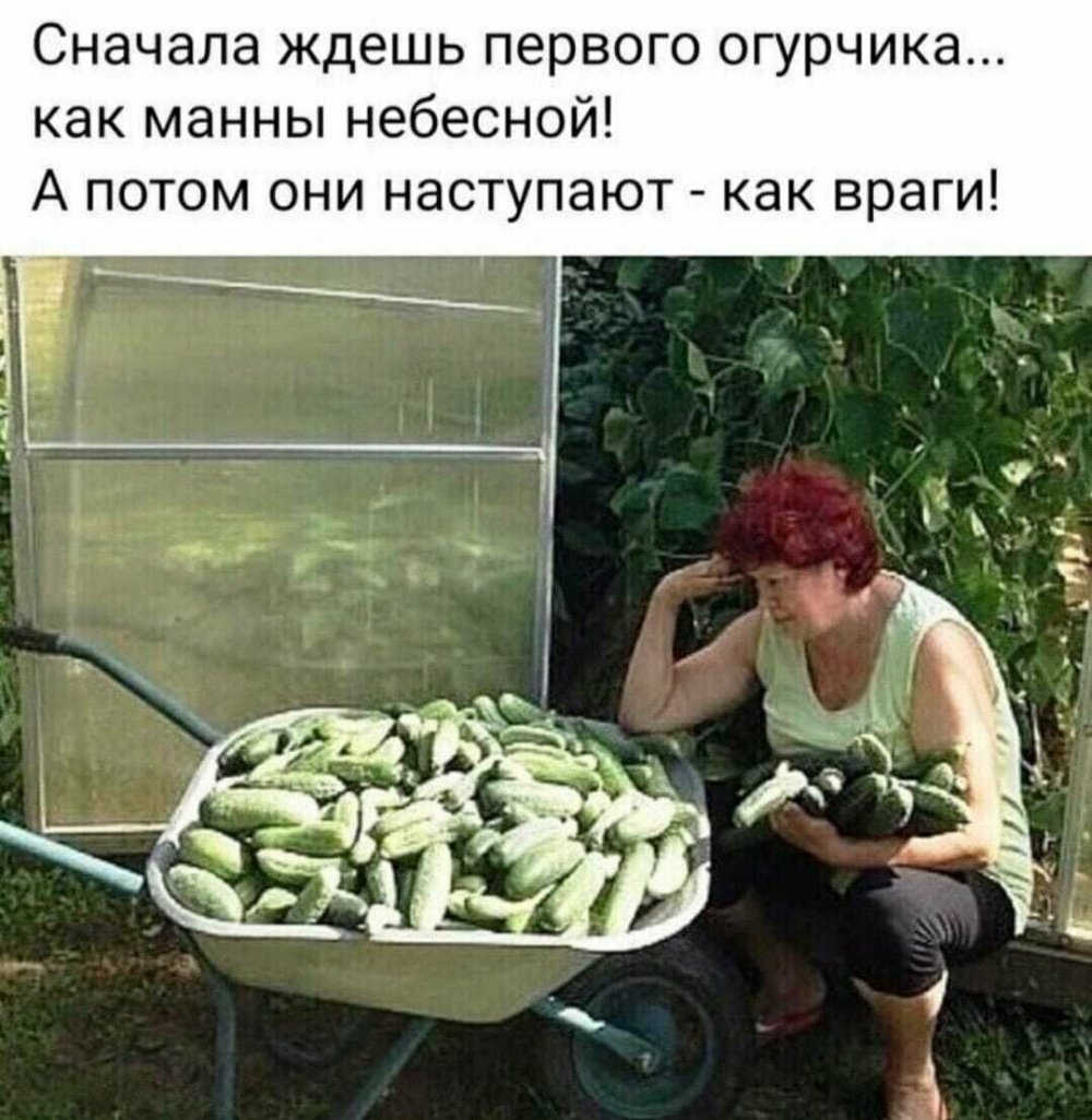 Много огурцов на грядке