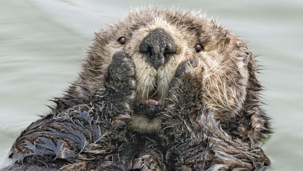 Конкурса comedy Wildlife Photography Awards