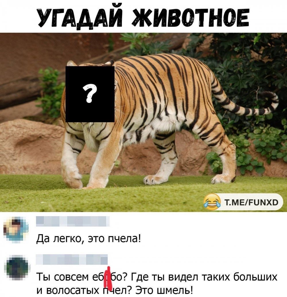 Угадай животное прикол