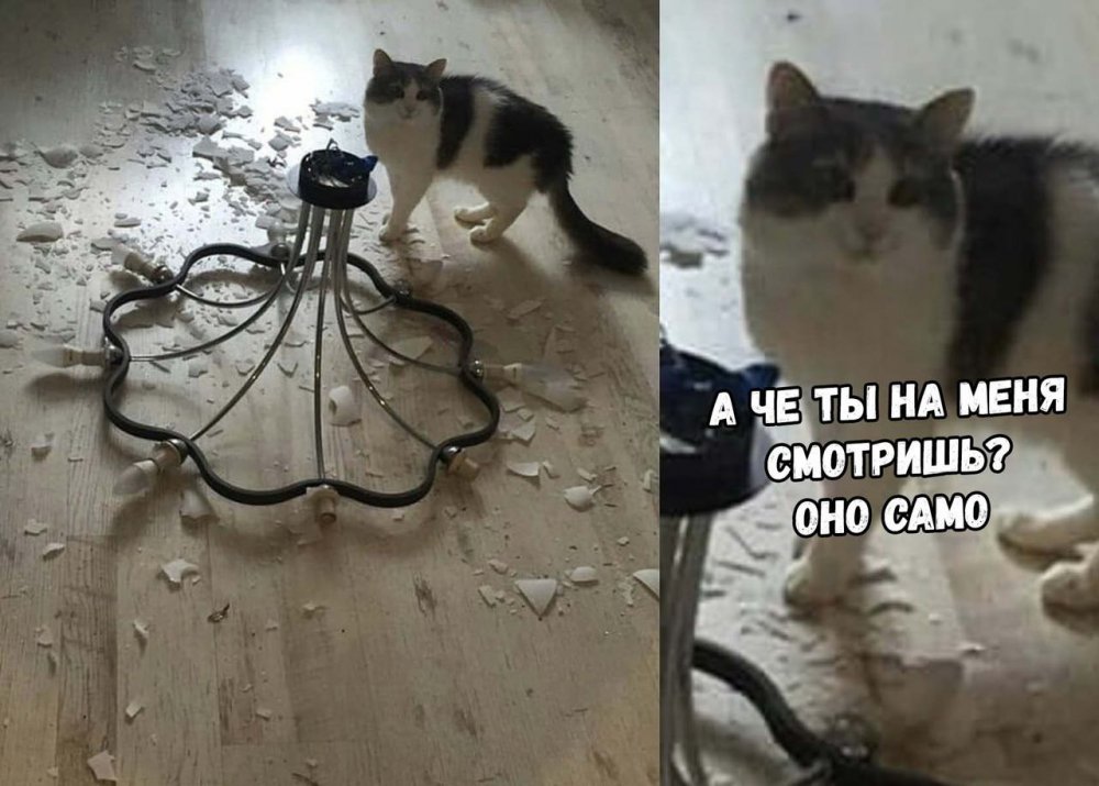 Кот на люстре