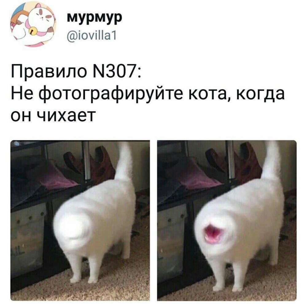 Не фотографируйте кота когда он чихает