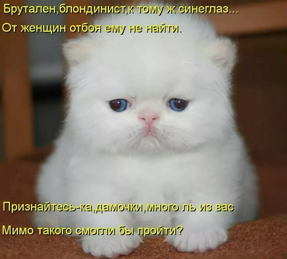 Котята с надписями