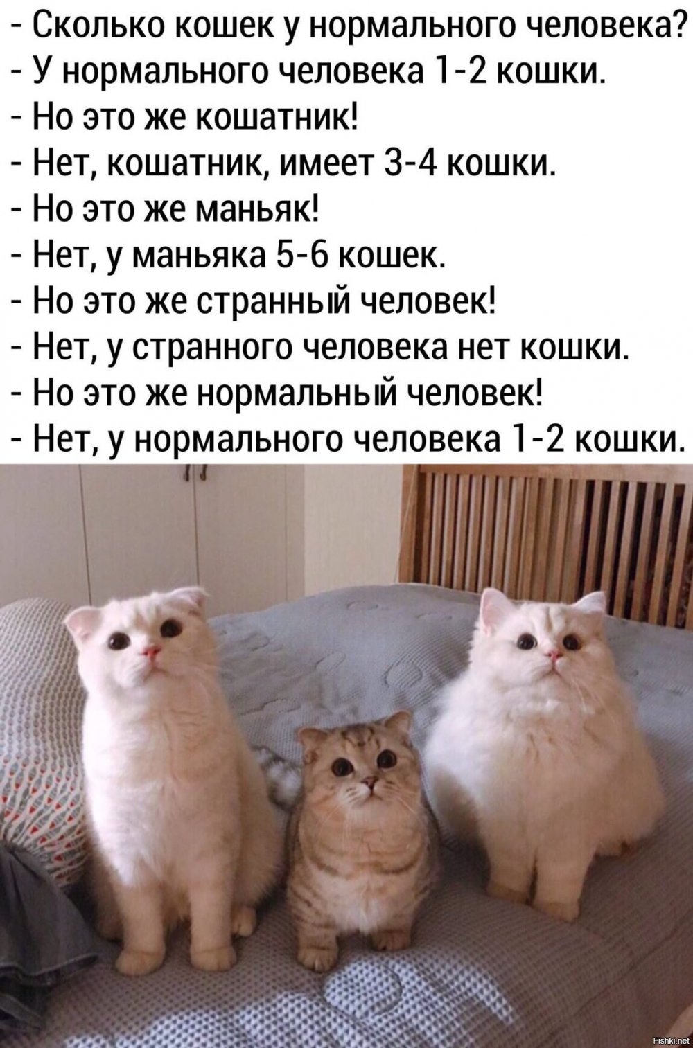 Сколько котов у нормального человека