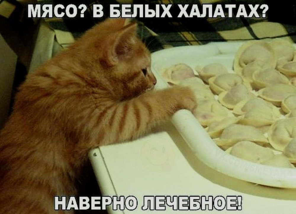 Кот пельмень