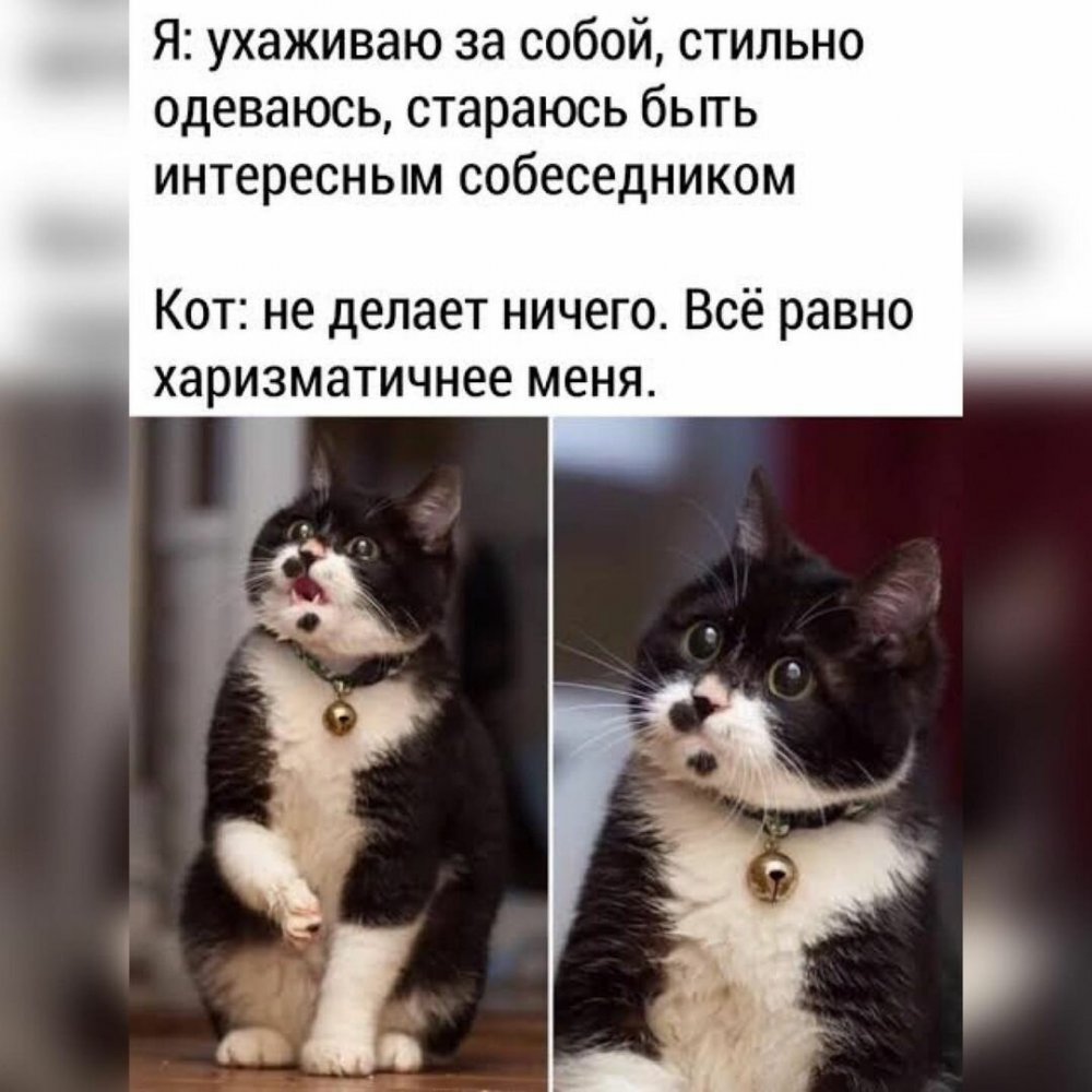 Смешные мемы про котов