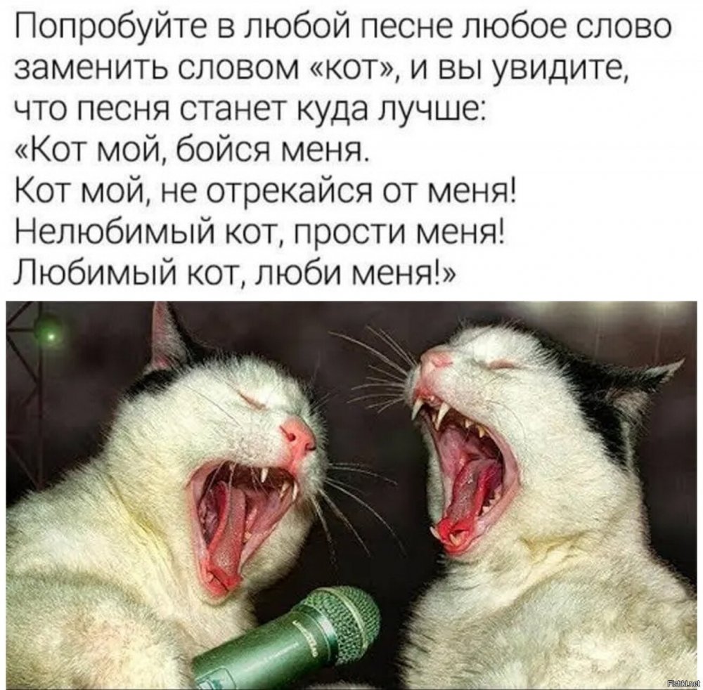 Анекдоты с котами