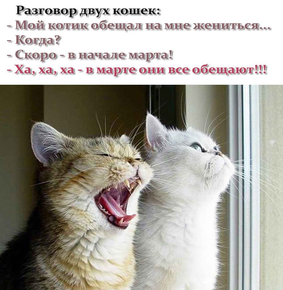 Анекдоты про кошек