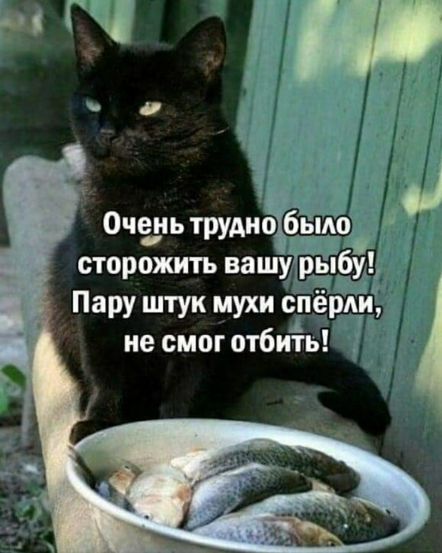 Юмор про котов