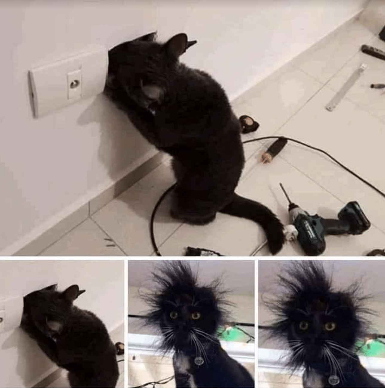 Коты и электричество