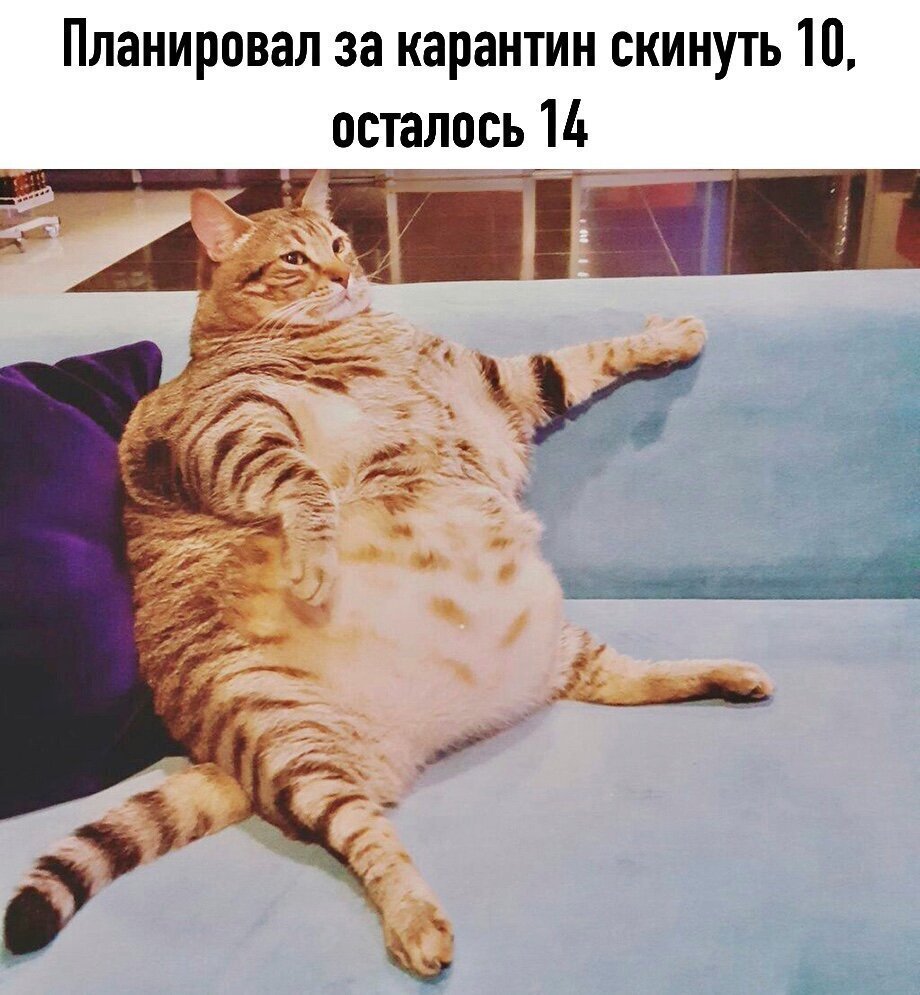 Смешной жирный кот