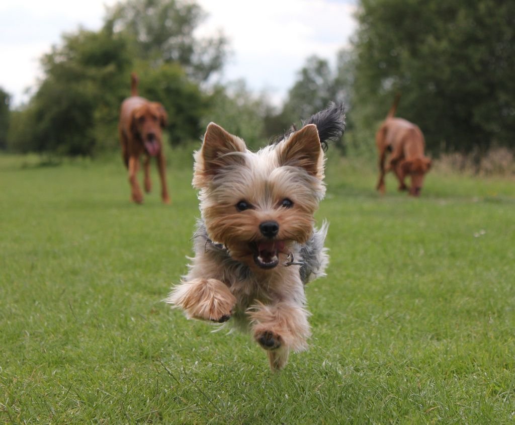 Йоркширский терьер (Yorkshire Terrier)