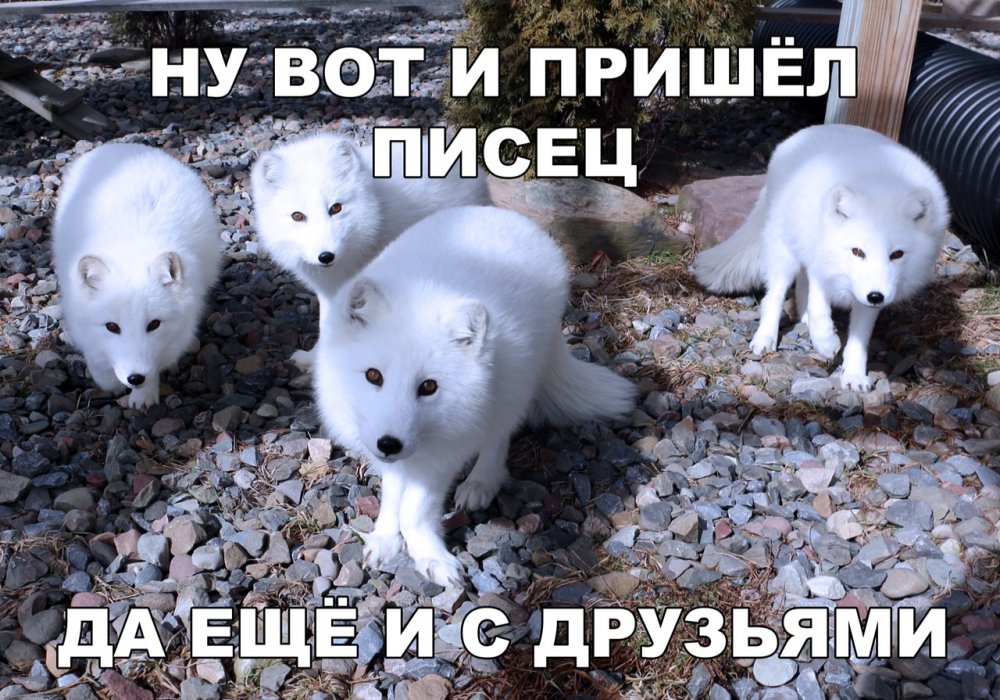 Писец с друзьями