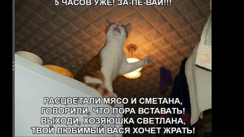 Анекдот про кота