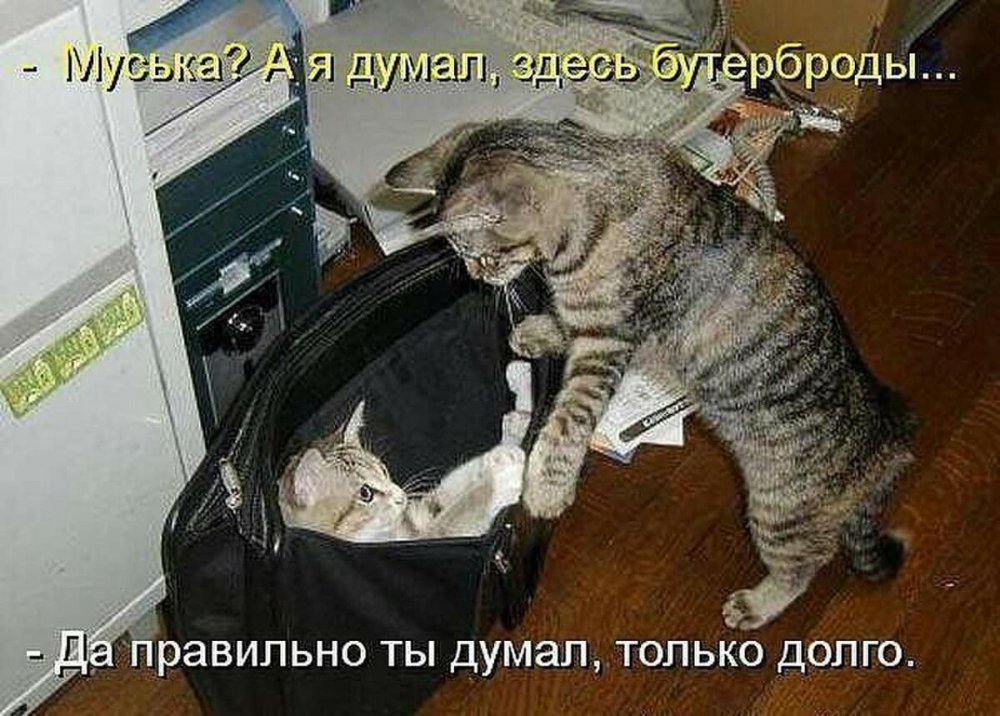 Прикольные коты с надписями до слез