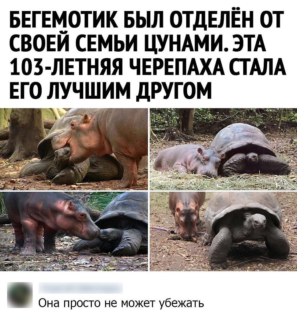 Смешные рентгеновские снимки