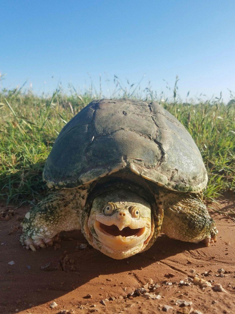 Черепаха в каске